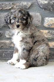 Aussiedoodle Cute Dogs Baby Animals Beautiful Dogs