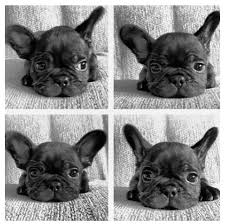 Black And White Frenchie Puppy Black French Bulldog Puppy Cute Puppies Cute Dogs Puppies