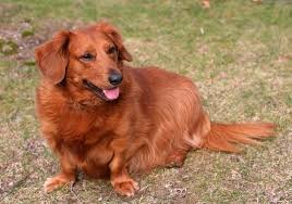 Jun 11, 2019 · otherwise referred to as a dachshund poodle mix, this is the perfect crossbreed for those looking to recreate the best traits of both dachshunds and poodles combined. Golden Dox Complete Guide Info Pictures Care More Pet Keen