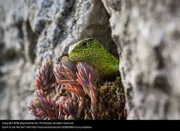 Foto Auf Der Mauer Auf Der Lauer Sitzt Die Kleine Eidechse Von Skymountain De Mit Bildern Eidechse Fotos Natur