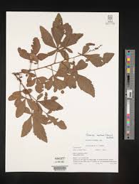 Image result for Searsia grossireticulata