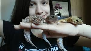 Leopard Gecko Blog #1