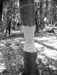 Maybe you would like to learn more about one of these? Shear Effects On Failure Of Hollow Trees Springerlink