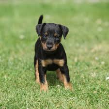 Image result for jagdteriér