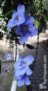 Image result for Thunbergia annua