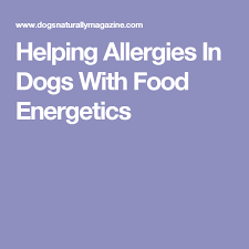 Helping Allergies In Dogs With Food Energetics Pets