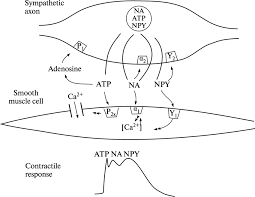 Medial tibia near tibial tuberosity action: Schematic Presentation Of Response Of Smooth Muscle Cells In Response Download Scientific Diagram