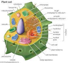 Animal cell is a typical eukaryotic cell with a membrane bound nucleus with the presence of dna inside the nucleus. Lesson 3 Plant Cell Cell Diagram Plant Cell Plant Cell Model