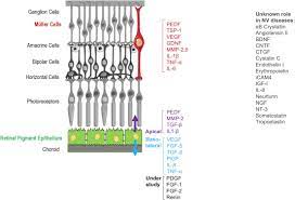 Here we report a novel extracellular acidification mechanism mediated by glial cells in the retina. The Role Of The Retinal Pigment Epithelium And Muller Cells Secretome In Neovascular Retinal Pathologies Sciencedirect