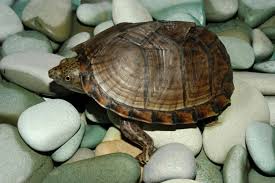 There are tortoises that live on land. Turtles That Stay Small Cheap Online