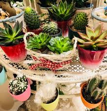 Ver más ideas sobre frases de cactus, suculentas, regalar plantas. Bienvenidos A El Taller Del Encanto Cactus Y Suculentas El Taller Del Encanto