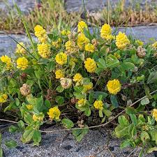 Image result for Trifolium campestre