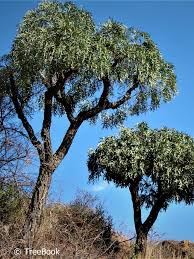 Image result for Cussonia