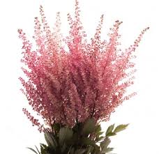 These perfect fake lavender flowers must be so realistic that you could not tell the difference between natural fresh flowers. Astilbe Astilbe White Pink Astilbe Astilbe Flower Wholesale Flowers