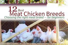 Meat Chicken Breeds