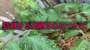 さくら造園 大阪・奈良・和歌山・兵庫・京都・滋賀・三重・愛知