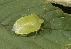 Image result for Nesaea polycephala