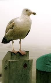Birds Of Cape Cod Book Cape Cod Stock Photos Coastal Life Cape Cod Animals