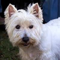 Sammy is an 9 week old westie/shih tzu mix, approx 7 pounds. Westie Rescue Adoptions
