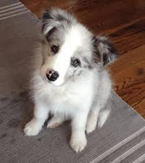 5 Important Facts About Blue Merle Border Collie Puppies For Sale About Their Genetics Understanding Double Merle Susse Hunde Welpen Susse Tiere Niedliche Hunde