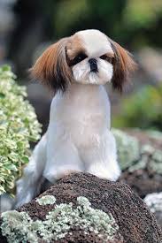 These shih tzu breeders located in virginia come from these cities: The Shih Tzu S Purpose To Please People For A Thousand Years American Kennel Club