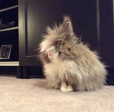 Bunnies can be trained not only to use a litterbox, but also to run wonder which dog or cat best fits your lifestyle? 11 Truths All Bunny Owners Have Come To Accept Cute Baby Bunnies Rabbit Fluffy Bunny