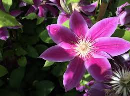 One of the first clematis varieties to flower each spring. Clematis Doctor Ruppel