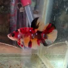 Ikan cupang giant nemo koi gt66. Download Jenis Ikan Cupang Nemo Galaxy Png