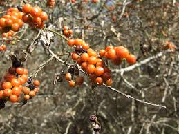Image result for Zanthoxylum tenuipedicellatum