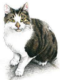 See more ideas about cute drawings, cat art, cat drawing. Cat In Colour Helen Vidler Art