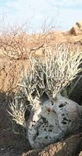 Image result for Hermbstaedtia schaeferi