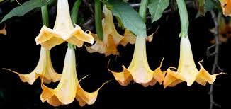Image result for Scopolamine