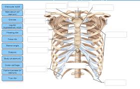 The thoracic cage consists of the 12 thoracic vertebrae, the associated intervertebral discs, 12 pairs of ribs with their costal cartilages, and the sternum. Solved Label The Bones And Bone Features Bone Markings Chegg Com