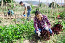 Every square inch matters in a small vegetable garden. Interested Hispanic Woman Working In Small Vegetable Garden Stock Photo Picture And Royalty Free Image Image 149296759