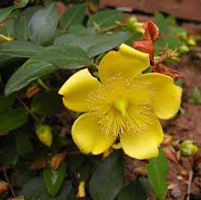 Image result for Hypericum revolutum