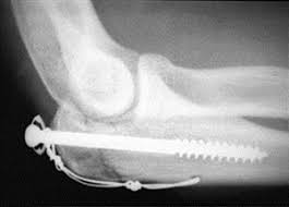 Kedi Ve Kopeklerde Kemik Kiriklari Ada Veteriner Poliklinigi