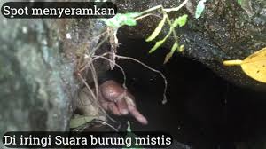 Pada saat kita menghirup udara, maka diagragma akan berkontraksi menjadi lebih datar. Video Lucu Anak Kecil Mancing Belut Youtube