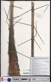 Image result for Strephonema sericeum