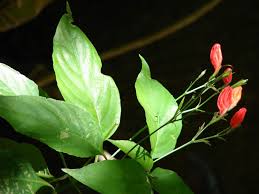 Image result for Ruellia brevifolia