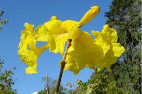 Image result for Handroanthus