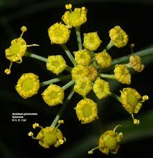 Image result for Aphloiaceae
