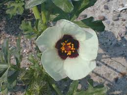 Image result for Hibiscus trionum