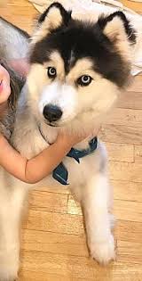 Saving siberian huskies since 2008. Augusta Ga Husky Meet Masha A Pet For Adoption