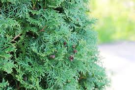 Wie erfolgt ein gerader heckenschnitt? Thuja Occidentalis Brabant Pflanzen Abstand Und Schneiden Gartendialog De