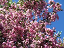 Image result for Tabebuia heterophylla