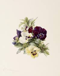 Image result for Gerardiina