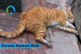 kedilerde corona hastaligi dost dernegi