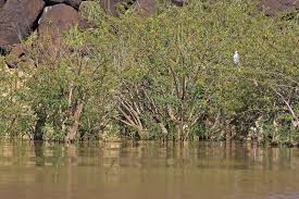 Image result for Aeschynomene elaphroxylon