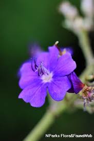 Check spelling or type a new query. Tibouchina Heteromalla D Don Cogn
