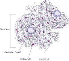 Compact bone tissue forms the outer shell of bones. Ultrastructure Of Bone Components Structure Teachmeanatomy